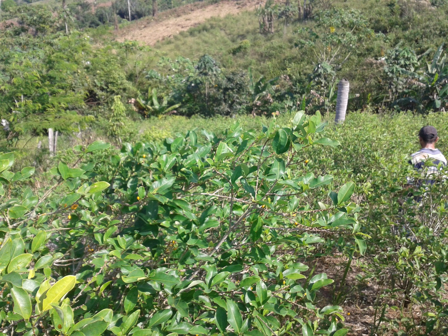 Semana Rural ¿Qué tan cerca está el Caquetá de acabar